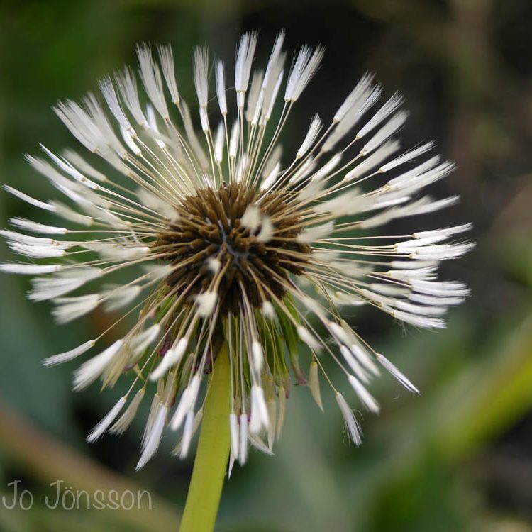 Dandelion