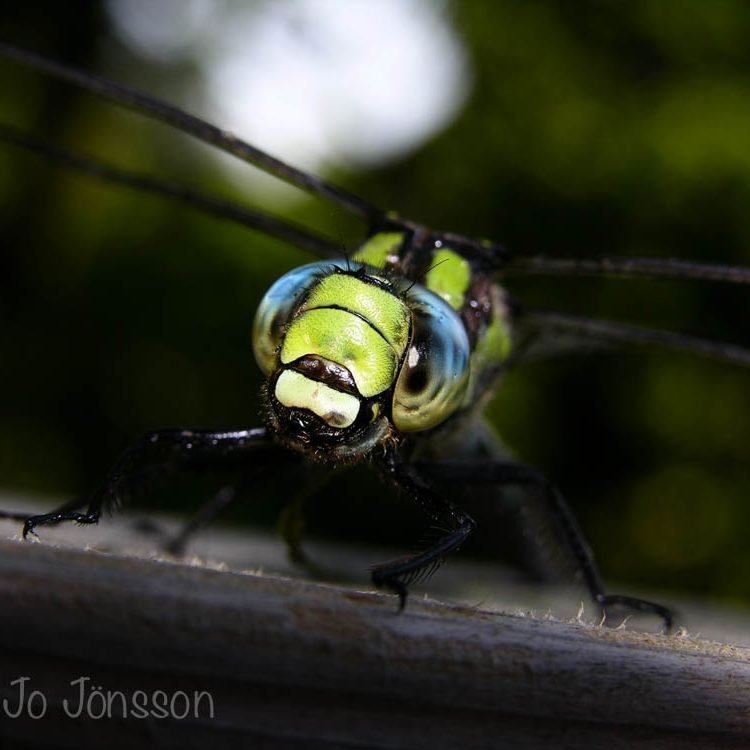 Dragonfly